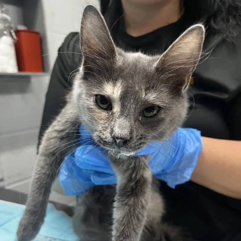 A baby small-sized female Gray / Blue / Silver Domestic Short Hair cat named Ally for adoption in Summerville, SC