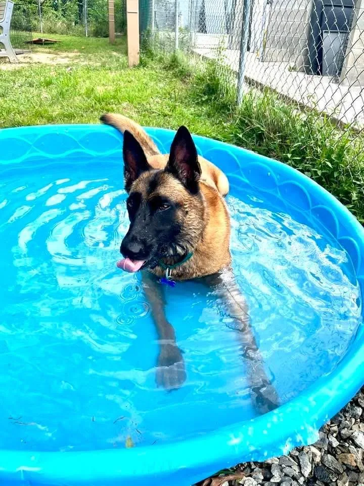 Countess Cupcake thumbnail 2