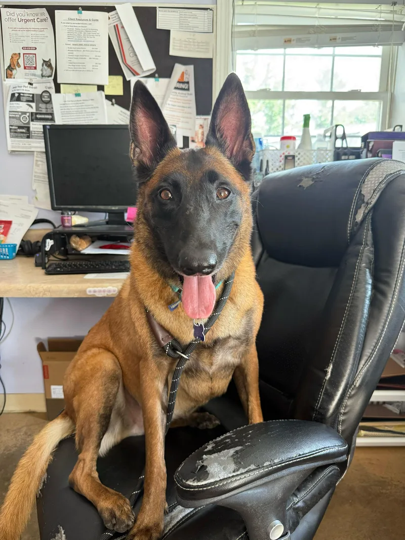 Countess Cupcake thumbnail 4