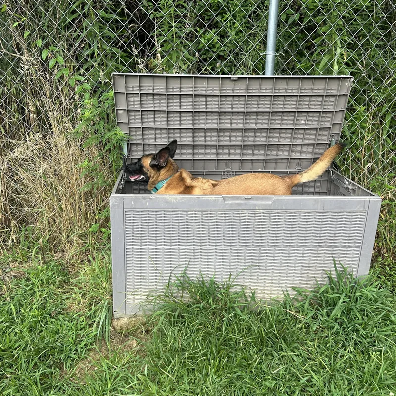 Countess Cupcake thumbnail 5