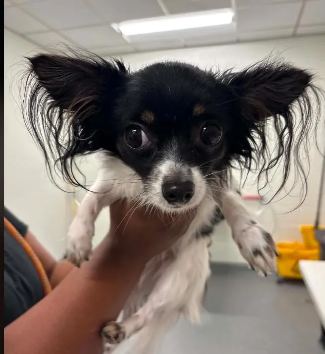 An adult small-sized female Chihuahua dog named Marley for adoption in Toledo, OH