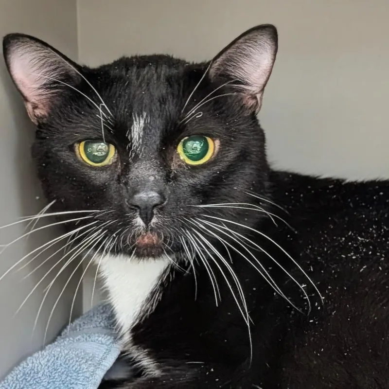 An adult medium-sized male Black Domestic Short Hair cat named Reginald for adoption in Reno, NV