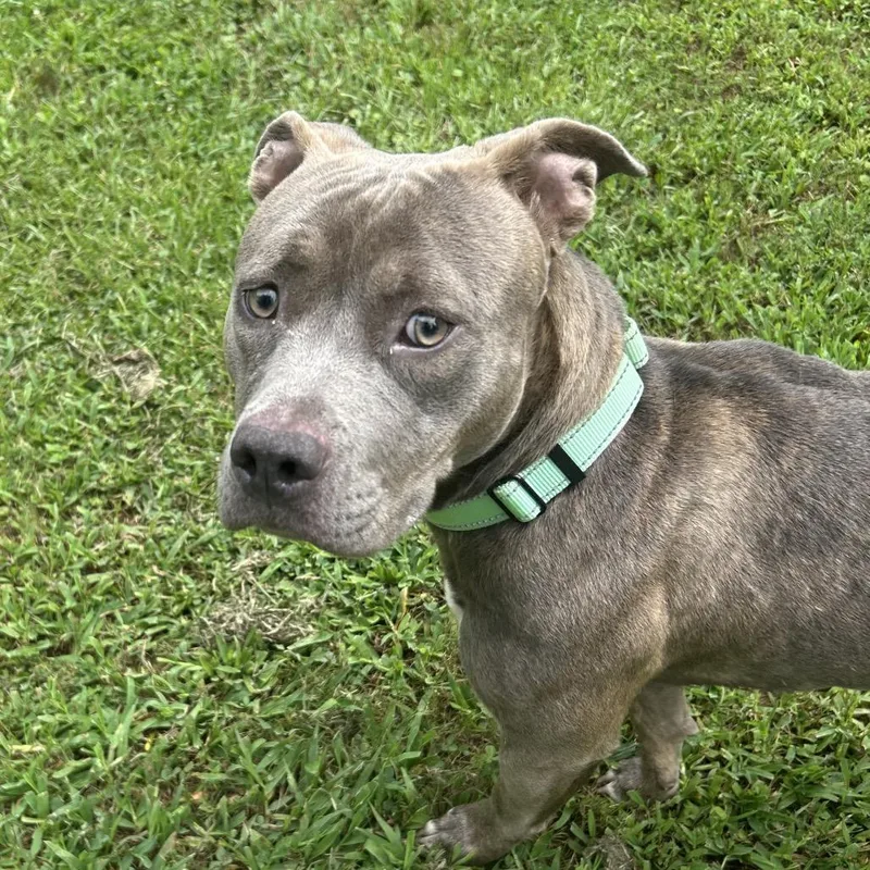 An adult medium-sized female Brown / Chocolate Mixed Breed dog named Petunia for adoption in Auburn, AL