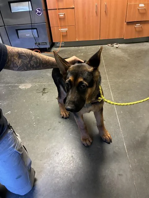 A baby medium-sized female German Shepherd Dog dog named Raddish for adoption in Santa Cruz, CA