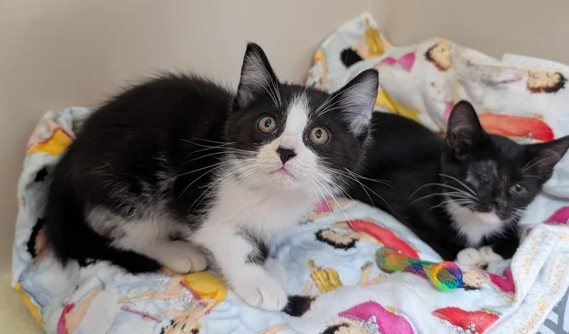 A baby medium-sized female Black & White / Tuxedo Domestic Short Hair cat named Kenzie for adoption in Tomah, WI
