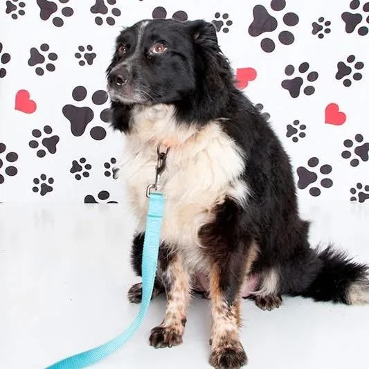 An adult medium-sized male Black Mixed Breed dog named Outlaw for adoption in Fredericksburg, VA