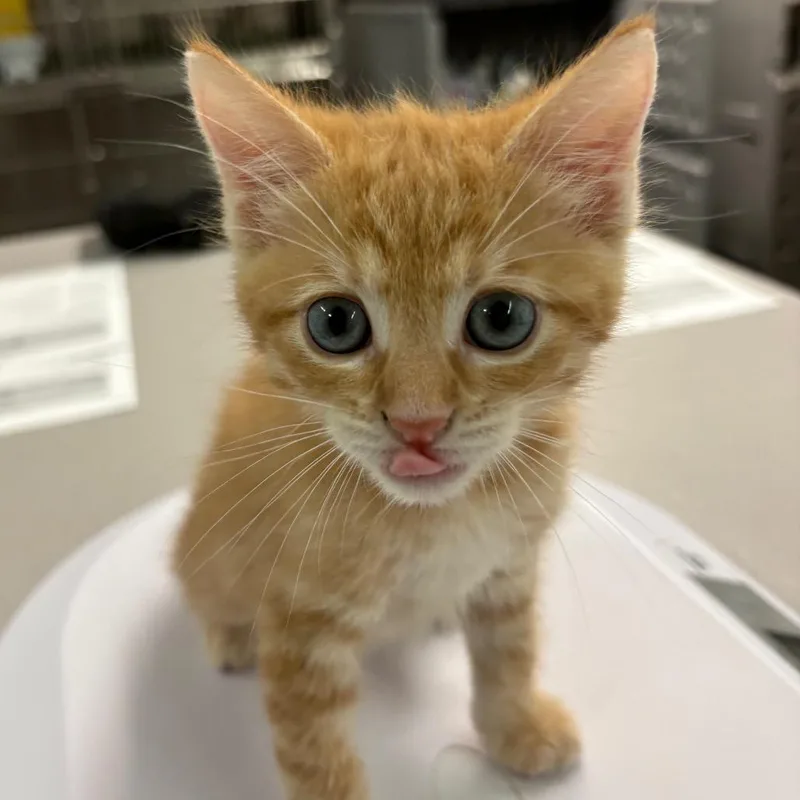 A baby small-sized male Domestic Short Hair cat named Po Boy for adoption in Manhattan, KS