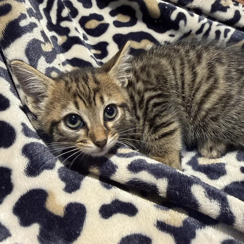 A baby small-sized male Domestic Short Hair cat named Pez for adoption in Cumming, GA