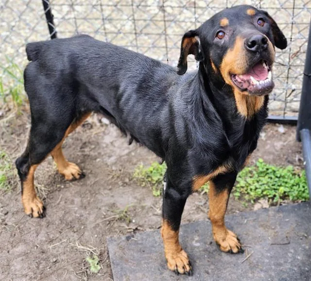 An adult large-sized female Rottweiler dog named Queen for adoption in Houston, TX