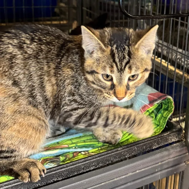 A baby medium-sized female Domestic Short Hair cat named Pudgie for adoption in Saginaw, MI
