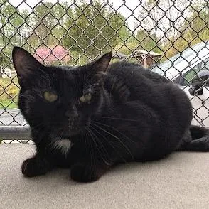 A senior medium-sized female Black Domestic Short Hair cat named Baby Girl for adoption in Birdsboro, PA