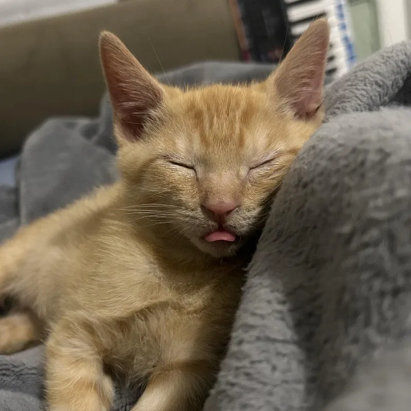 A baby small-sized male Orange / Red Domestic Short Hair cat named Tigger for adoption in Newark, NJ