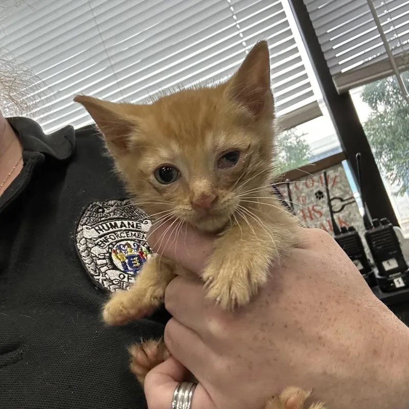 Tigger thumbnail 2