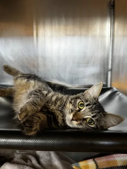 A young small-sized female Domestic Medium Hair cat named Lila for adoption in Roseville, CA