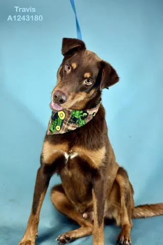 A young large-sized male Doberman Pinscher dog named Travis for adoption in Bakersfield, CA