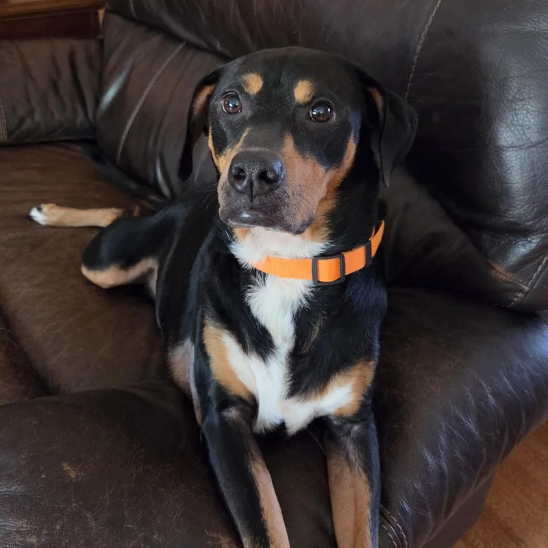 Nala