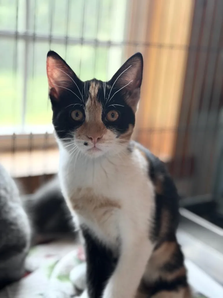 A baby small-sized female Domestic Short Hair cat named Ginny for adoption in Peru, NY