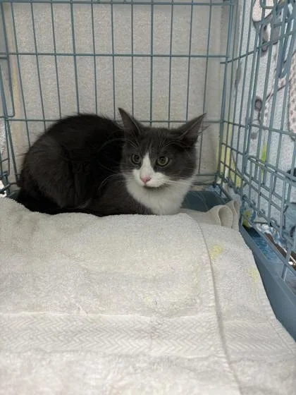 A baby small-sized female Domestic Short Hair cat named Daphne for adoption in Gainesville, FL
