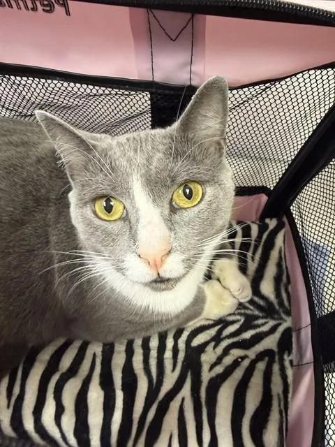 A young medium-sized female Domestic Medium Hair cat named Gege for adoption in Jacksonville, FL