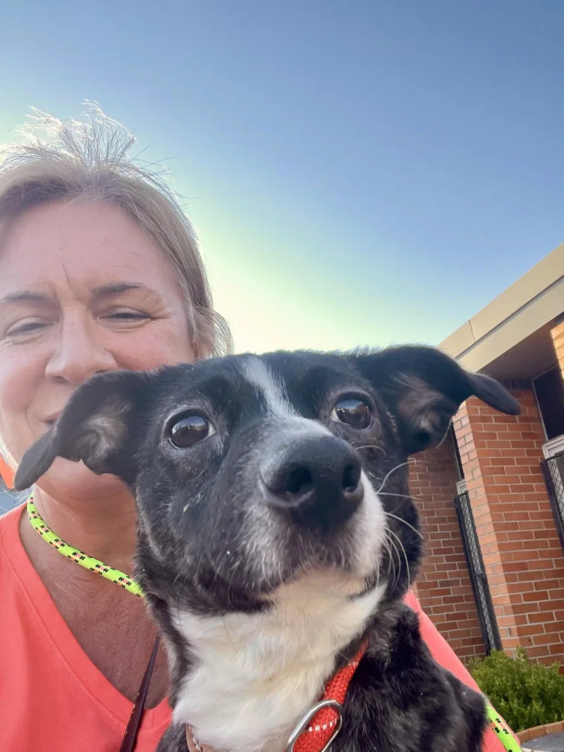 An adult small-sized female Dachshund dog named Pixie for adoption in Blackwood, NJ