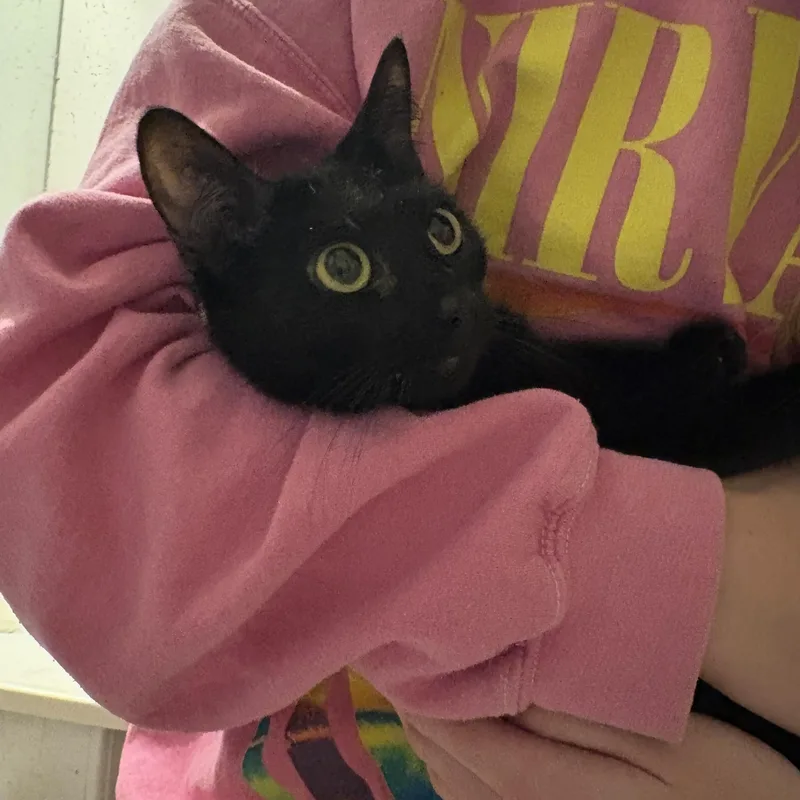 An adult small-sized female Black Domestic Short Hair cat named Binx for adoption in Statesboro, GA