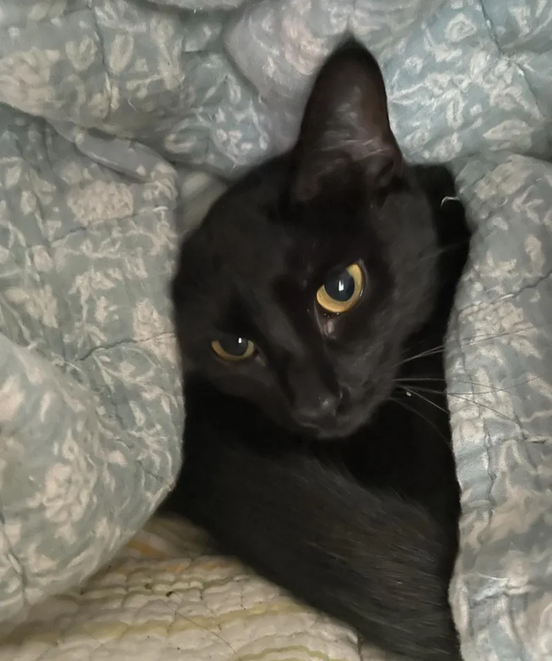 Binx thumbnail 2