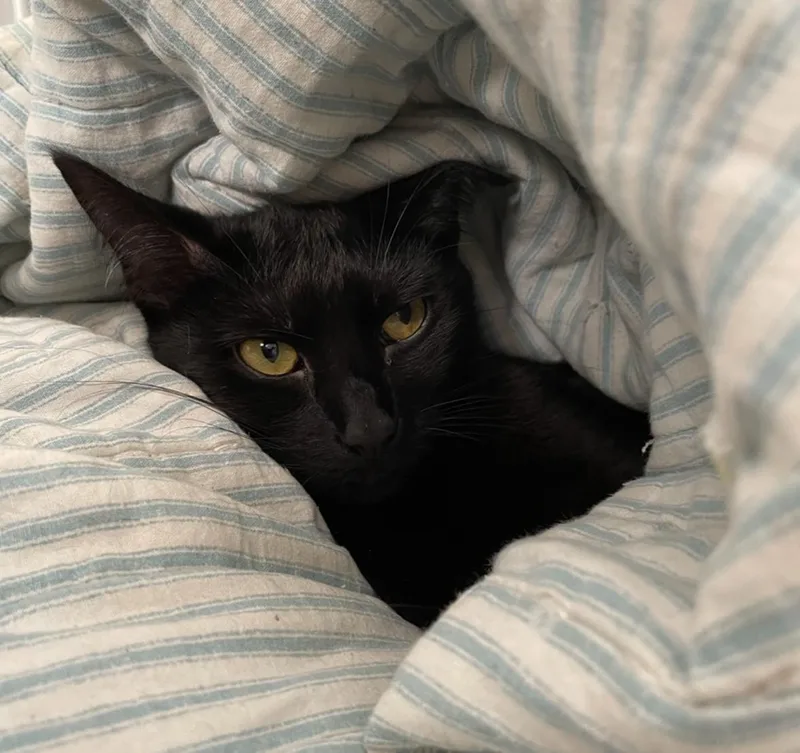 Binx thumbnail 3
