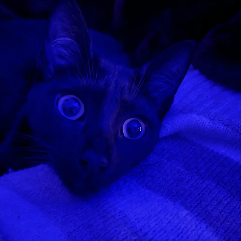 Binx thumbnail 4