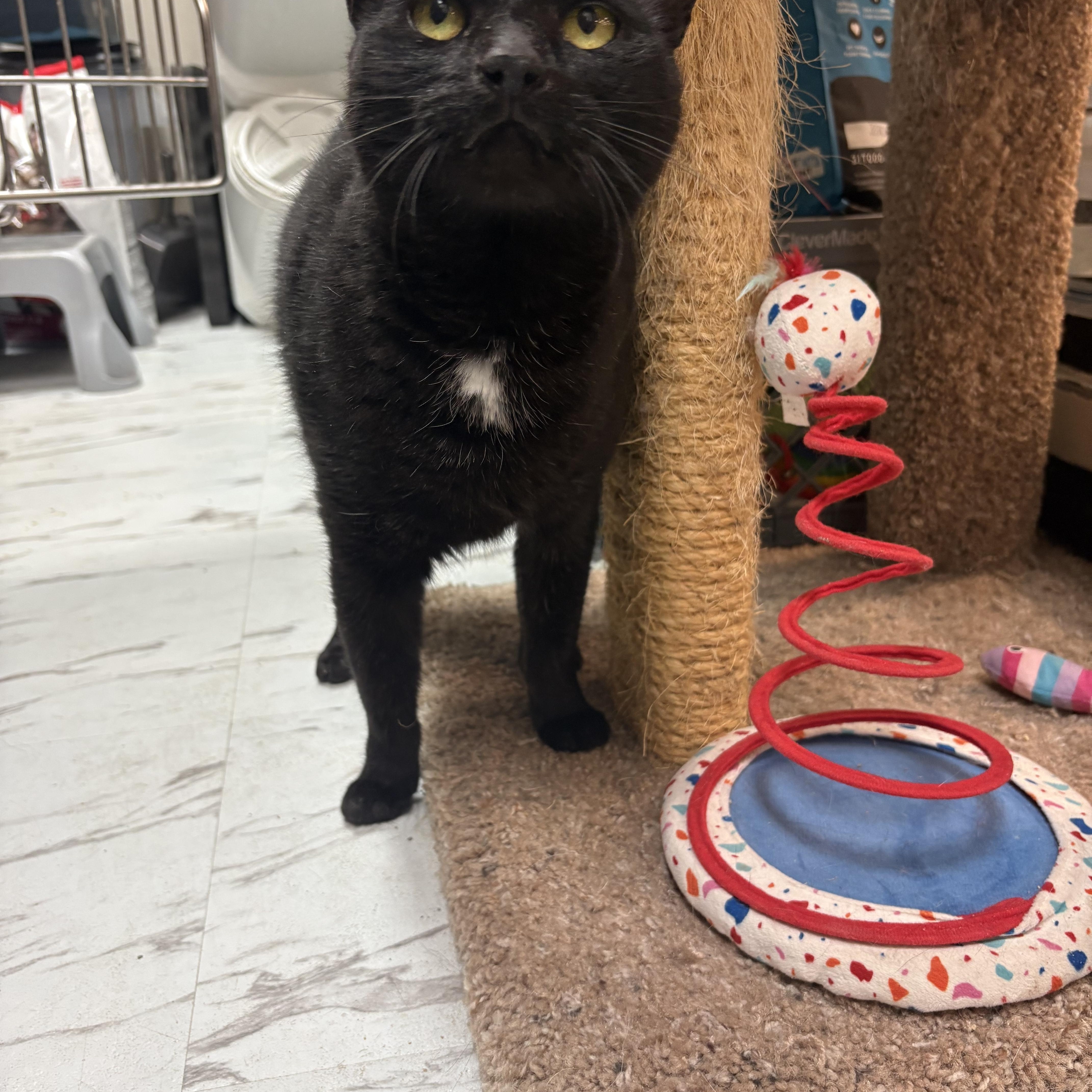 A senior medium-sized male Black Domestic Short Hair cat named Ping for adoption in Mayfield, NY