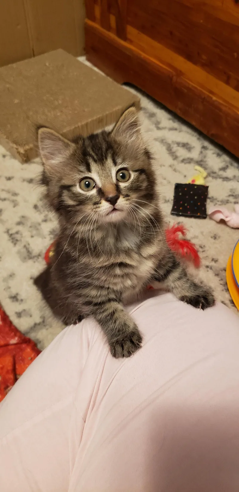 Tinkerbell