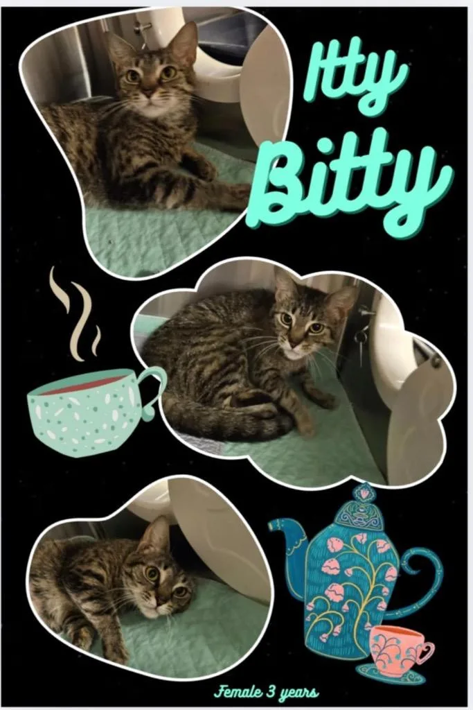 Itty Bitty