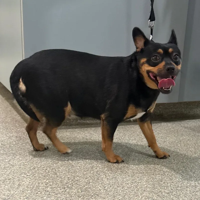 An adult small-sized female Black Mixed Breed dog named Sister for adoption in Jacksonville, FL