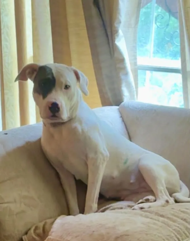 An adult medium-sized female Pit Bull Terrier dog named Betty White for adoption in Holly Springs, NC
