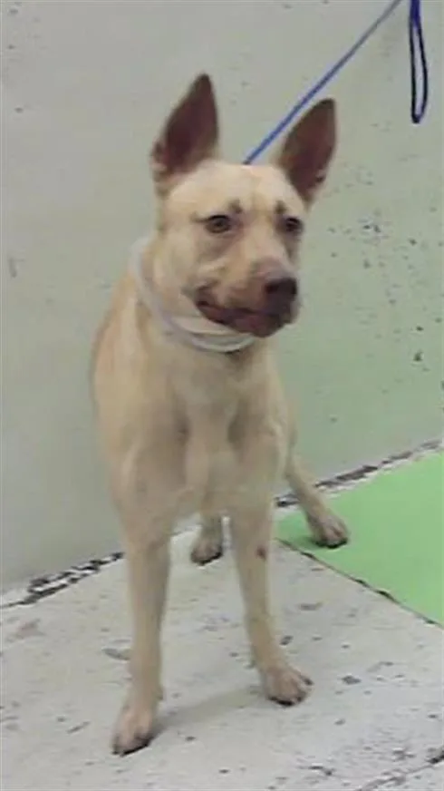 An adult medium-sized female Staffordshire Bull Terrier dog named A for adoption in Houston, TX