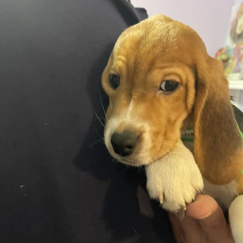 A baby small-sized male Black Beagle dog named Poppy Seed for adoption in Northbrook, IL