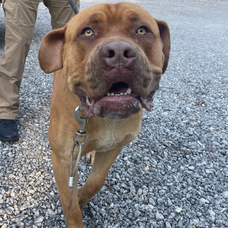 An adult extra large-sized male Red / Chestnut / Orange Cane Corso dog named Cash for adoption in Valley, AL