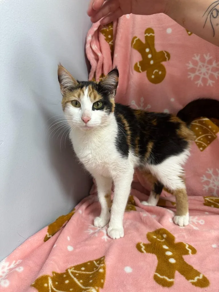 A young medium-sized female Domestic Short Hair cat named China for adoption in Lavonia, GA