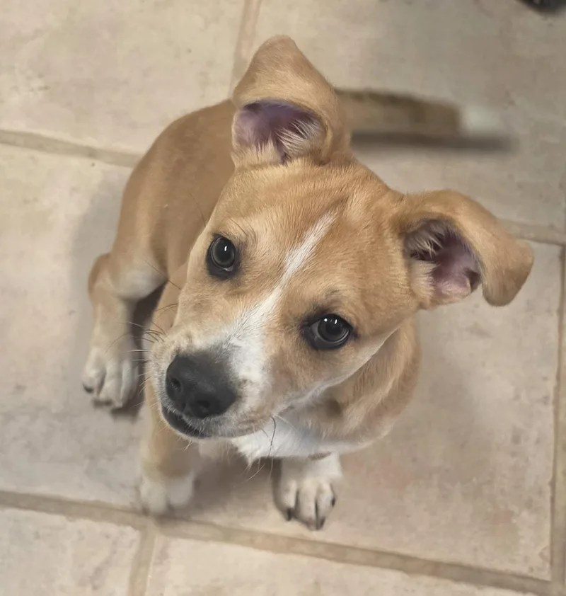 A baby medium-sized male Corgi dog named Squirt for adoption in Brainerd, MN