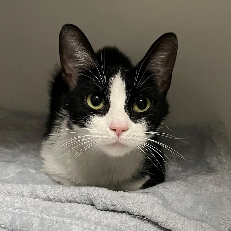 A young small-sized female Black Domestic Short Hair cat named Sylvia for adoption in New York, NY