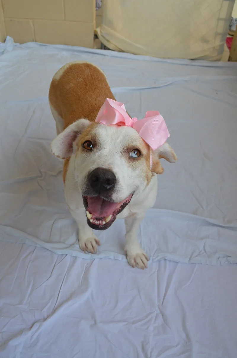 An adult medium-sized female Pit Bull Terrier dog named Serena for adoption in McKinney, TX