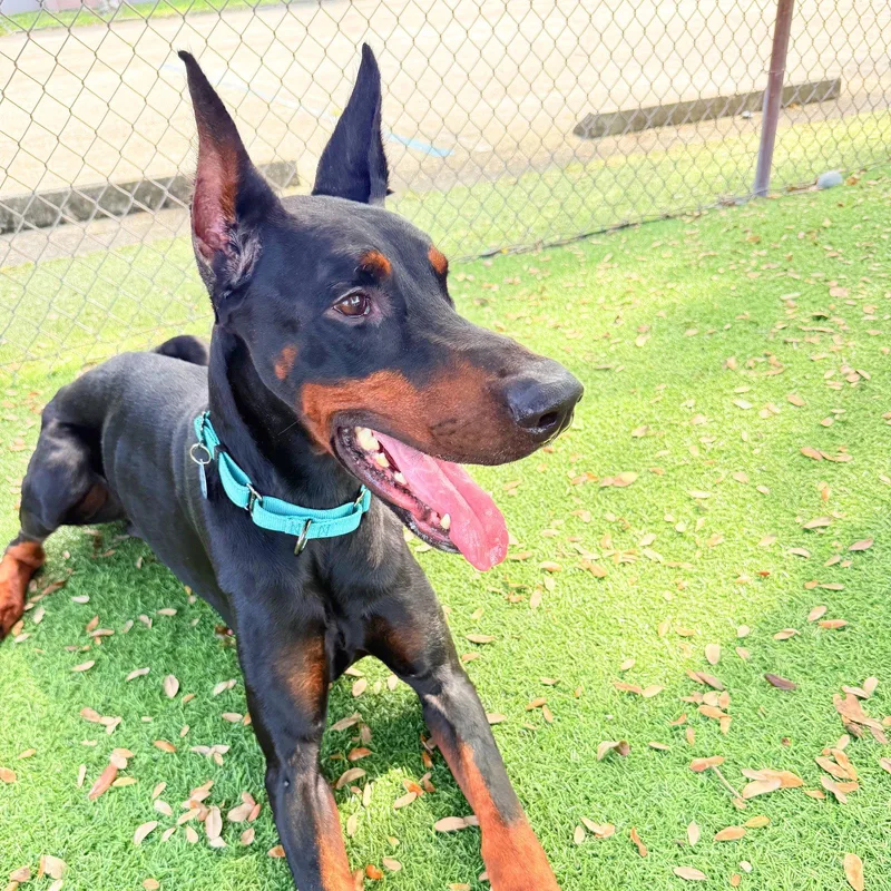 An adult medium-sized male Doberman Pinscher dog named Skade for adoption in Oakland Park, FL