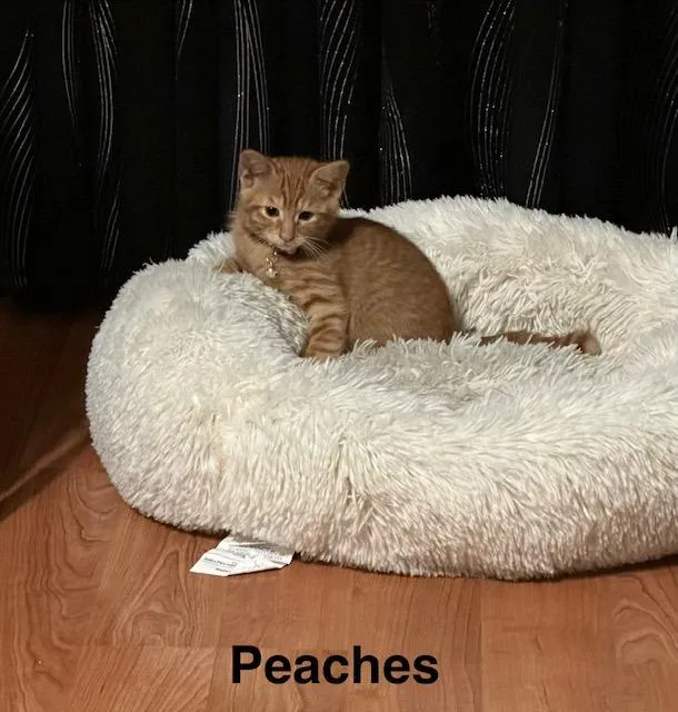 A baby small-sized female Orange / Red Domestic Short Hair cat named Peaches for adoption