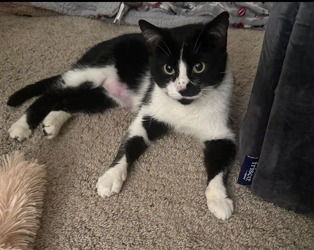An adult medium-sized female Black & White / Tuxedo Domestic Short Hair cat named Stash for adoption in Yardley, PA
