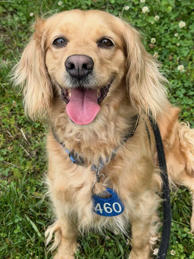 An adult medium-sized female Golden Retriever dog named Luna for adoption in Manassas, VA