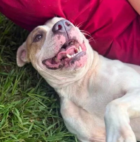 A young medium-sized female White / Cream Pit Bull Terrier dog named Michelle for adoption in Largo, FL