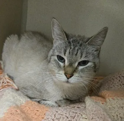 A senior small-sized male Domestic Short Hair cat named Jojo for adoption in East Brookfield, MA