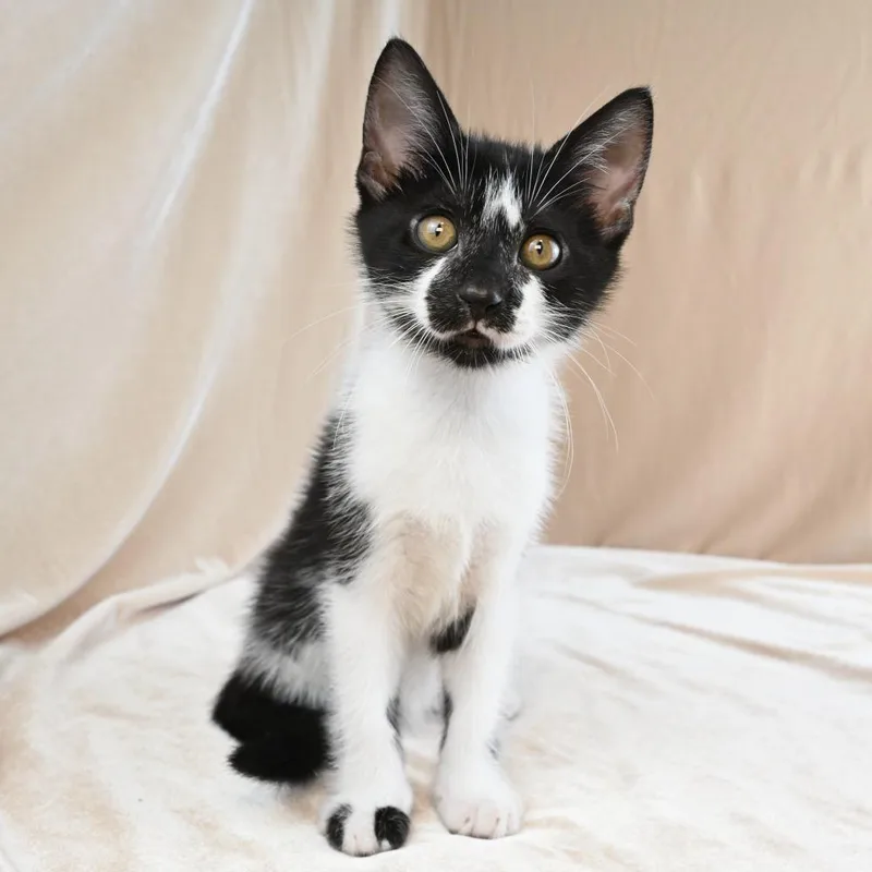 A baby small-sized female Black & White / Tuxedo Domestic Short Hair cat named Cookie for adoption in Mobile, AL