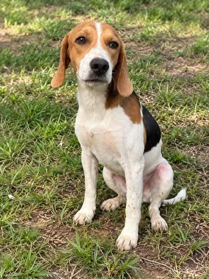 A young medium-sized male Beagle dog named Barkus for adoption in Inverness, FL