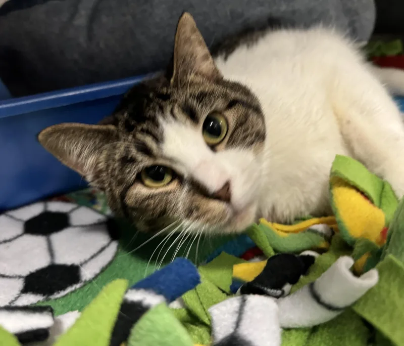 An adult medium-sized female Buff & White Domestic Short Hair cat named Sadie Mae for adoption in Blair, NE