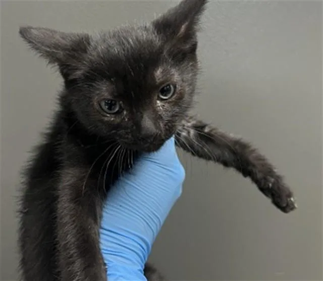 A baby small-sized female Domestic Short Hair cat named Theodora for adoption in San Bernardino, CA